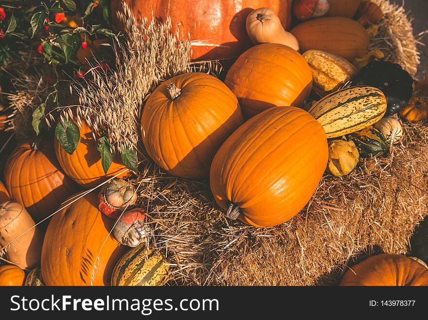 Mixture and Variety of Pumpkin and Squash in a Pumpkin Patch - season of pumpkins