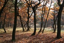 Autumn Forest Royalty Free Stock Photography Autumn Forest Royalty Free Stock Photography