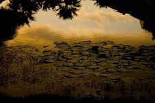 Lily Pads At Sunset Stock Image