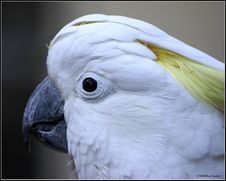 Cockatoo Stock Images Cockatoo Stock Images