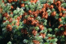 Pine Cone Stock Photos Pine Cone Stock Photos