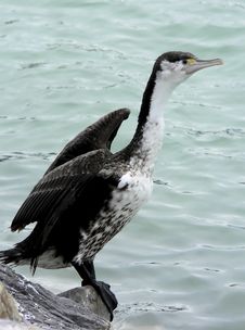 Shag Drying Feathers Royalty Free Stock Photo