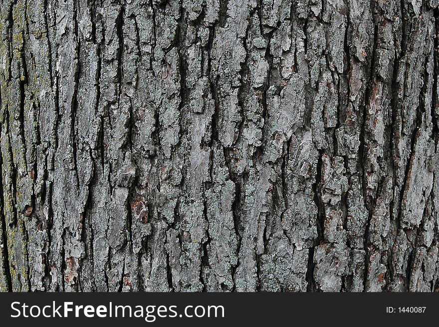 Tree trunk texture with neutral colors. Tree trunk texture with neutral colors