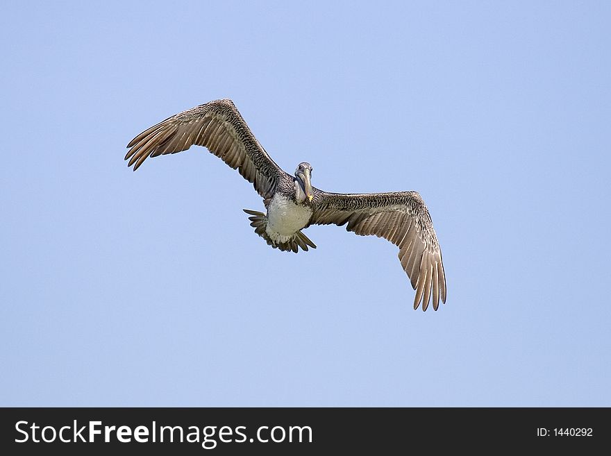 Brown Pelican in Flight Against Blue Sky