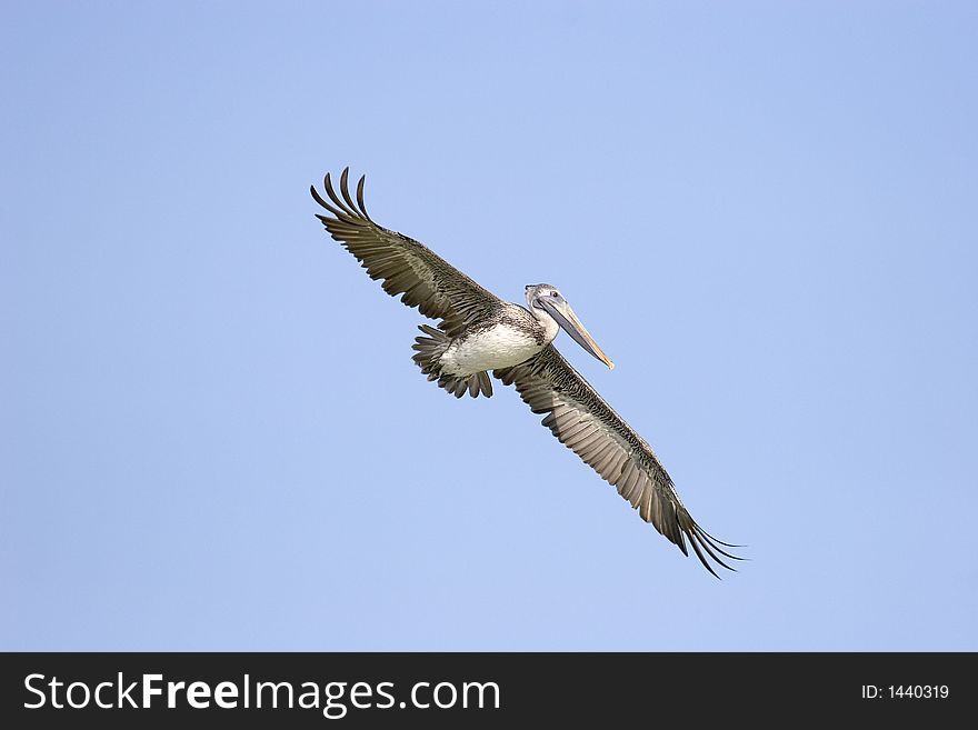 Brown Pelican in Flight Against Blue Sky