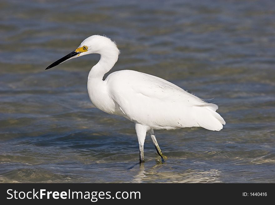 Snowy Egret in the Ocean