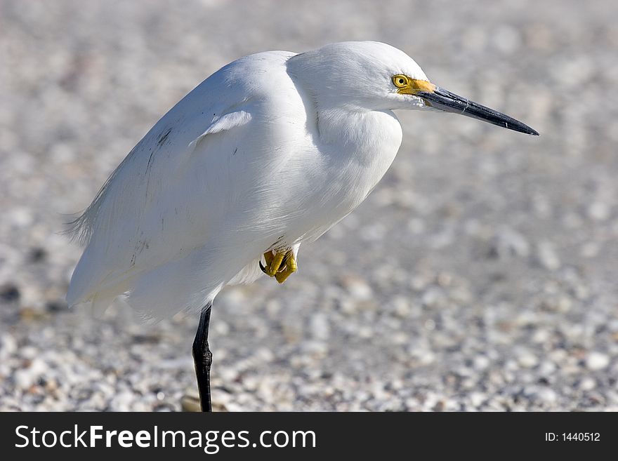 Snowy Egret