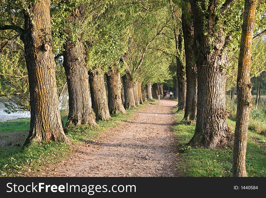 Autumn alley by the river