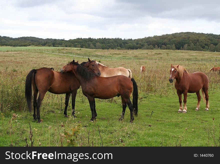 Horses on a green meadow