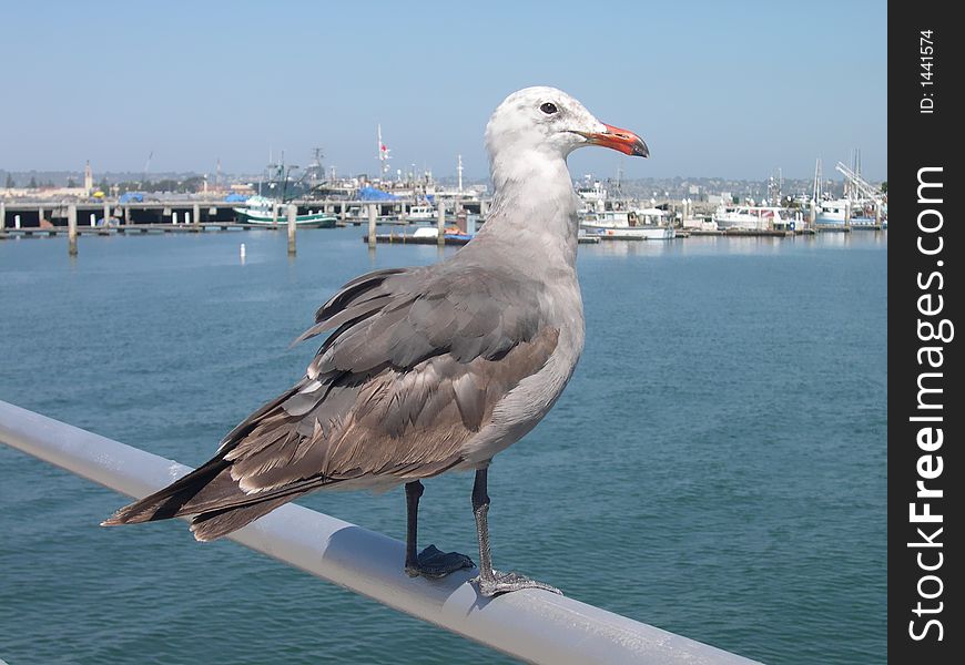 Seagull sitting on a railing in California. Seagull sitting on a railing in California