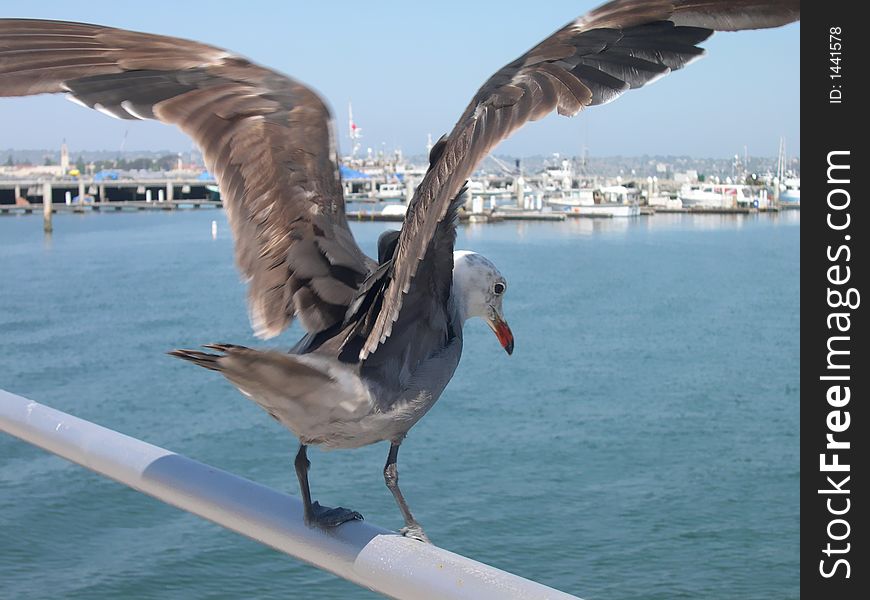 Taking off from a railing - part of a series of photos. Taking off from a railing - part of a series of photos