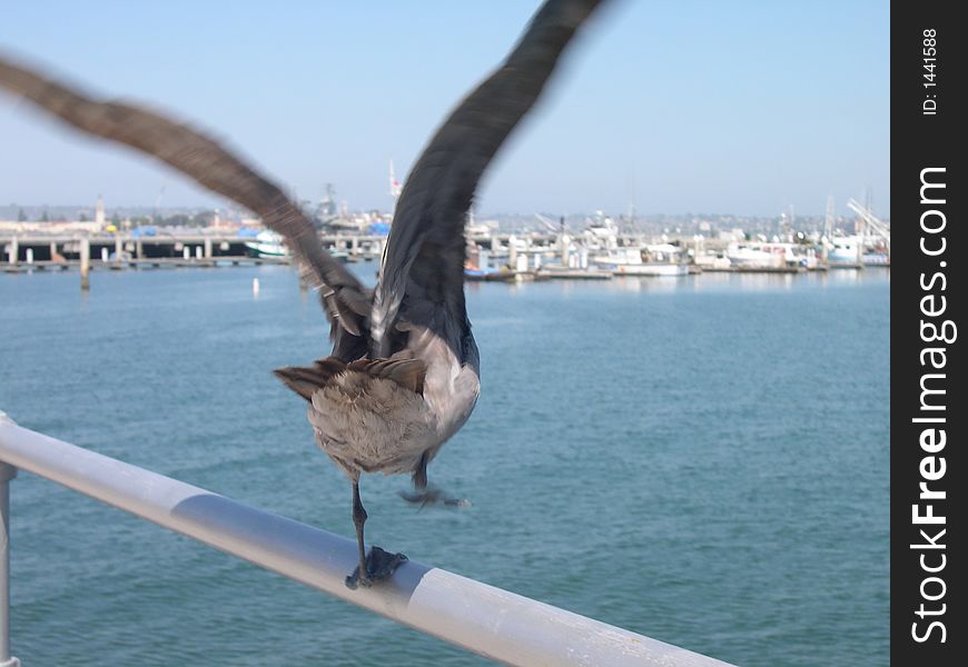 Seagull taking off from a railing