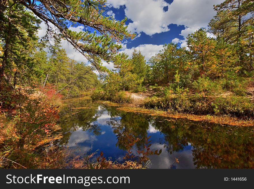 Fall in a pine forest. Fall in a pine forest