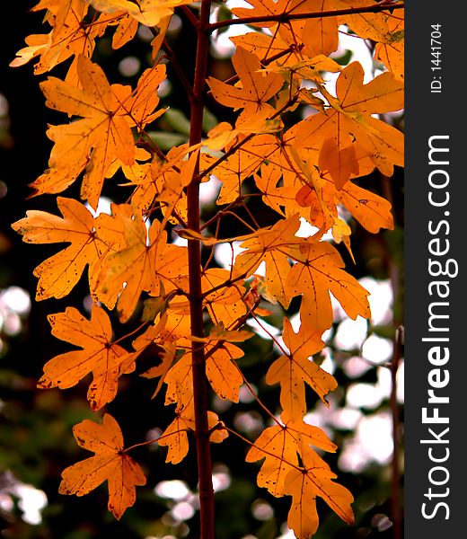 Colorful autumn leaves with blurred background. Colorful autumn leaves with blurred background