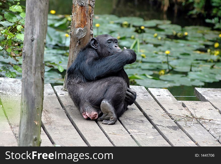 A huge gorilla having a break