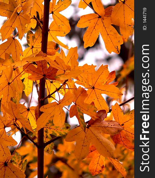 Colorful autumn leaves with blurred background - close up. Colorful autumn leaves with blurred background - close up