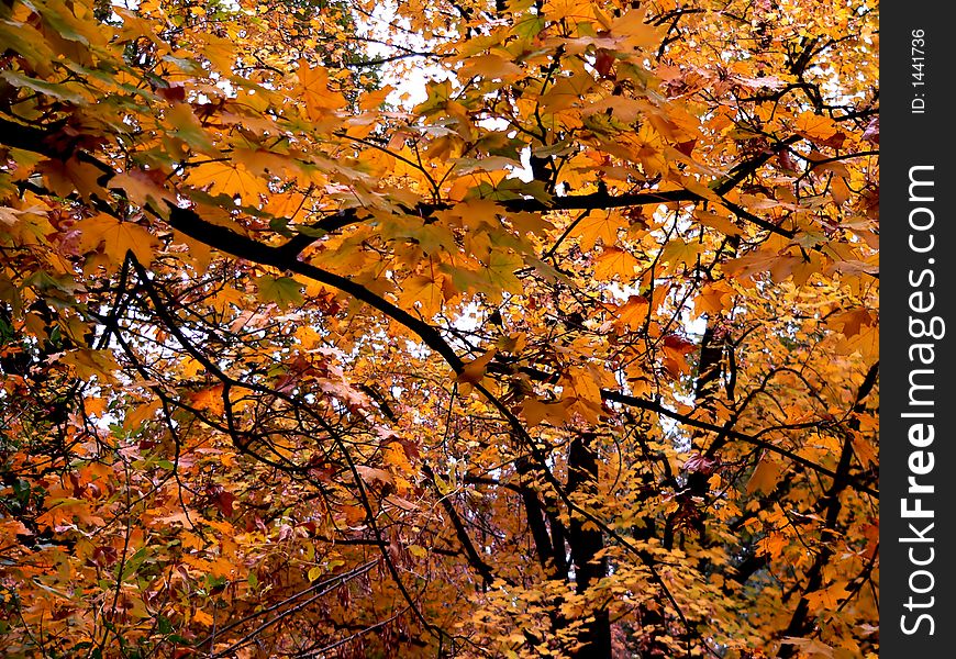 Colorful autumn leaves in a peaceful wood. Colorful autumn leaves in a peaceful wood