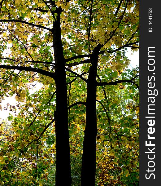 Two big old twin tree - beautiful silence autumn. Two big old twin tree - beautiful silence autumn