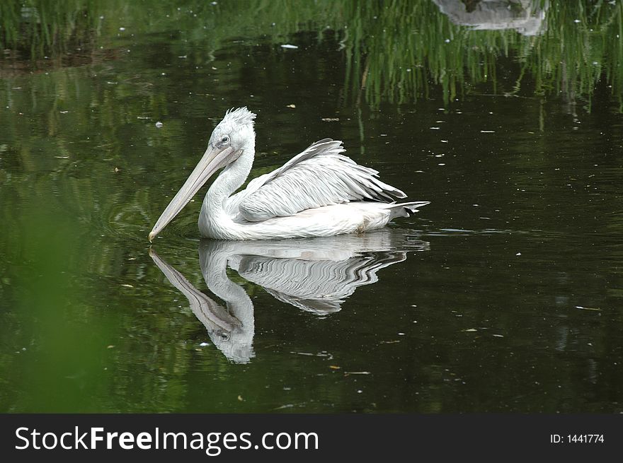 A big pelican searching for fishes