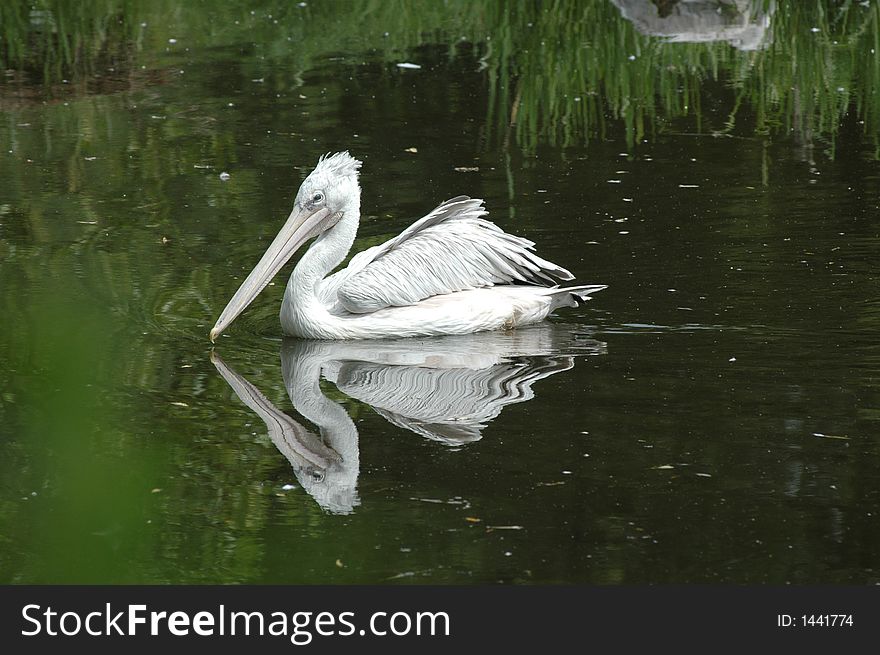 Pelican