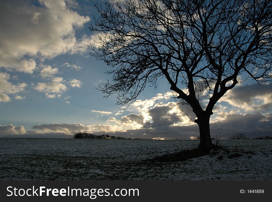 A sunset landscape at evening, tree silhouette