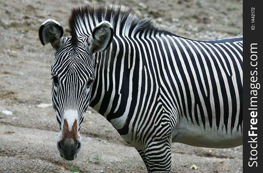 A photo of a zebra in a zoo