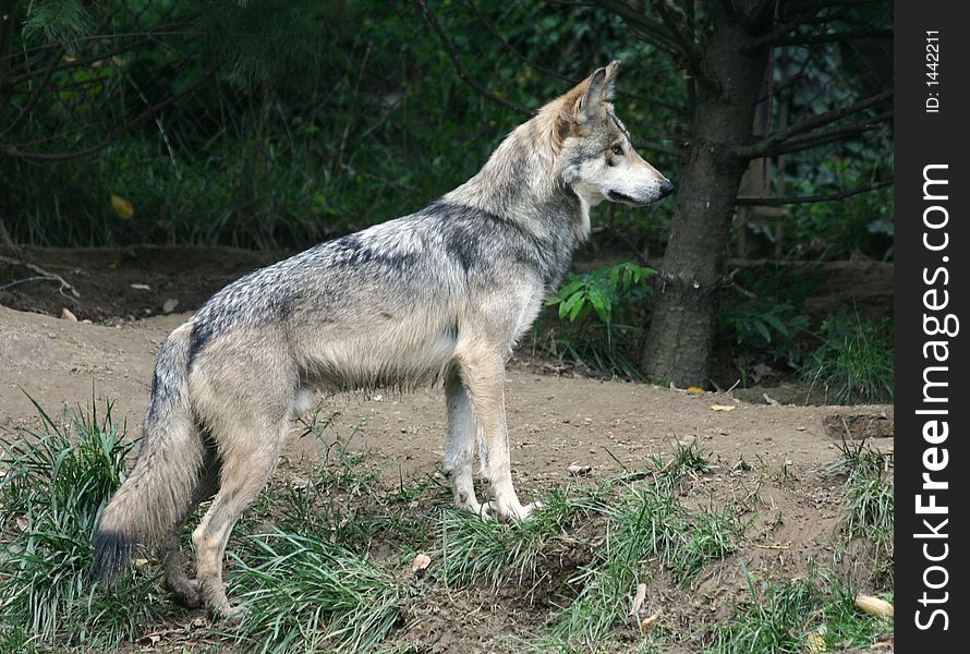 A photo of a wolf in a zoo