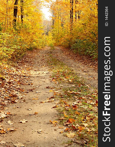 Forest covered with autumn colors. Forest covered with autumn colors