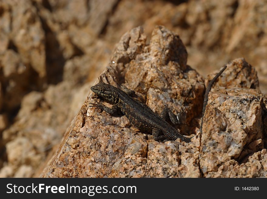 Desert Side-Blotched Lizard in Joshua Tree National Park