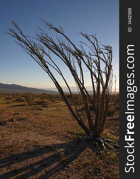 Octillo and shadoa in the desert of Joshua Tree National Park