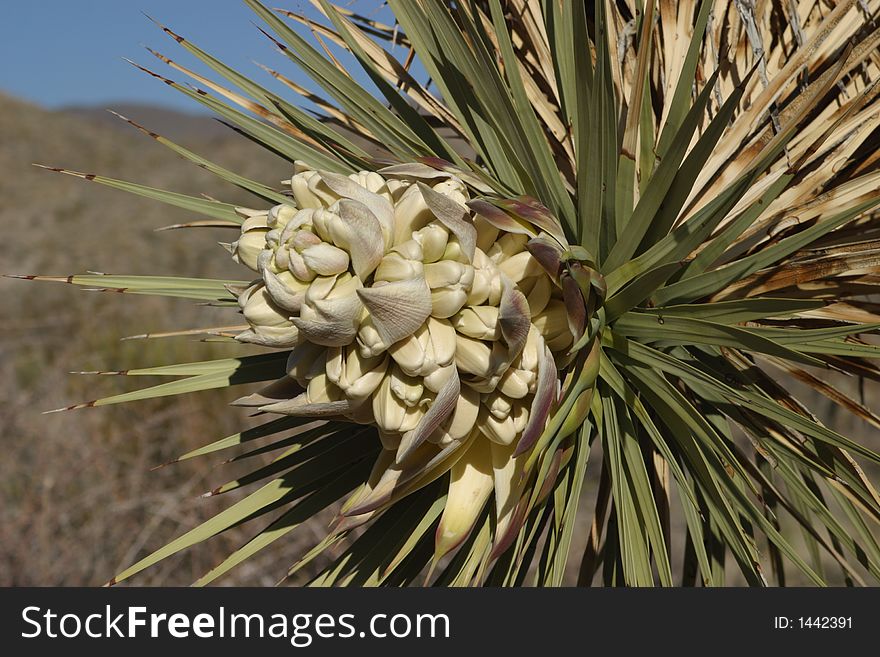 Bloom of Joshua Tree in Joshua Tree National. Bloom of Joshua Tree in Joshua Tree National