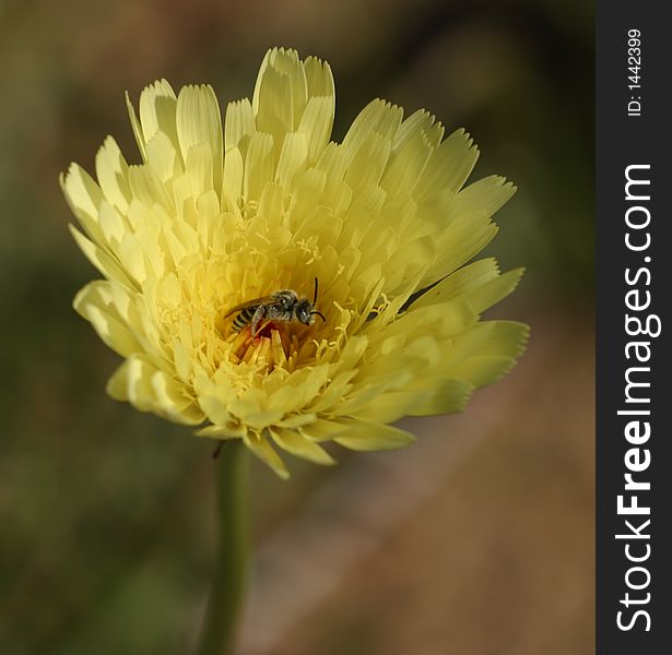 Desert dandelion macro with bee in Joshua Tree National Park