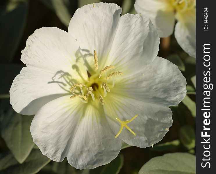 Desert primrose at Joshua Tree National Park