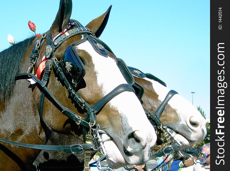 Clydesdale close up, head of horse. Clydesdale close up, head of horse