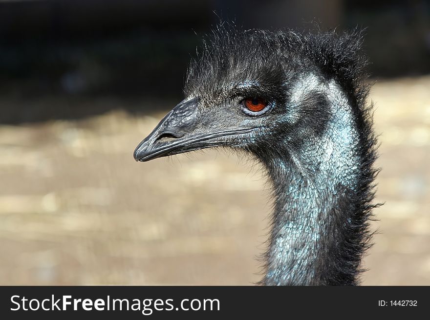 Detailed portrait of an Emu. Detailed portrait of an Emu.