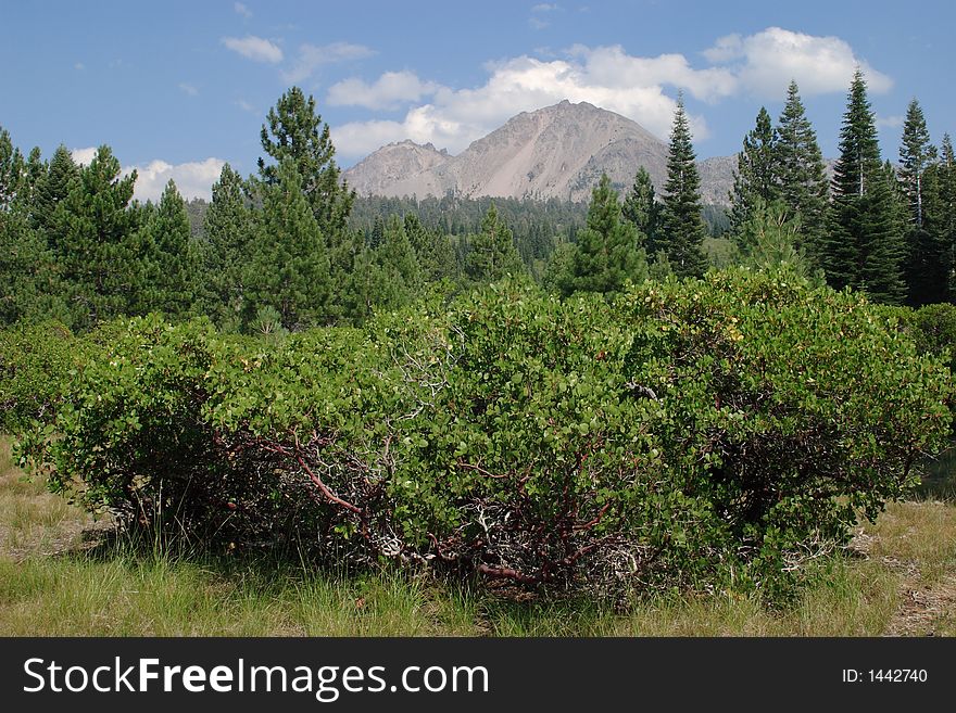 Manzanita tree with forest and Lassen Peak in the background - Lassen Volcanic National Park