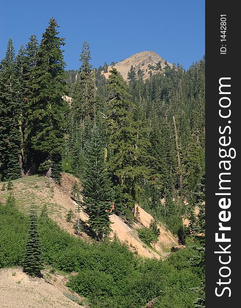 Forest scene on the Sulpher Works section of Lassen Volcanic National Park. Forest scene on the Sulpher Works section of Lassen Volcanic National Park