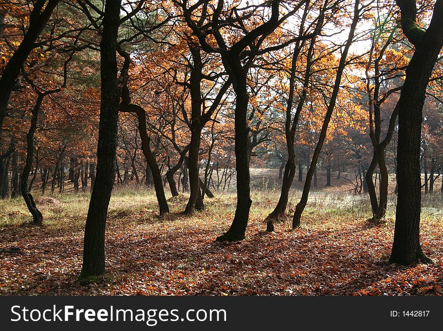 Beautiful yellow autumn forest for sunny