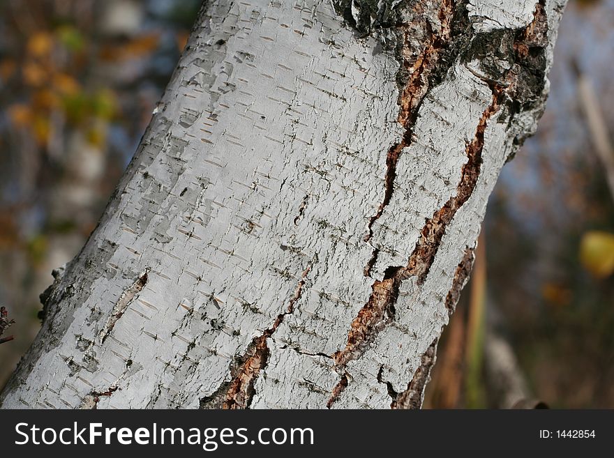 Birch barrel on the forest background