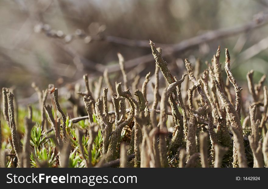 Exotic grey grass for macro