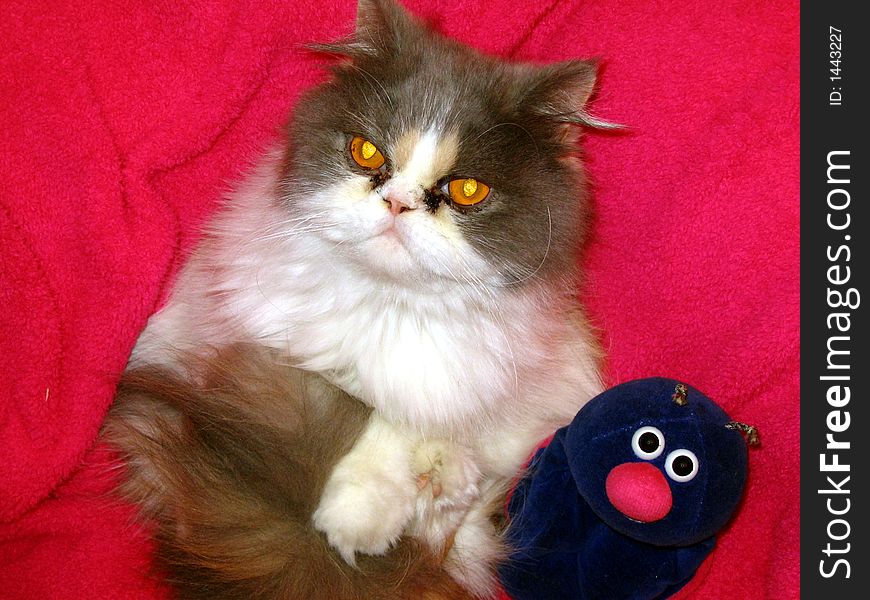 Persian cat and blue snale. Persian cat and blue snale