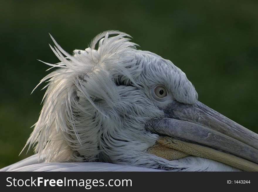 Lonely pelican waiting for his friends