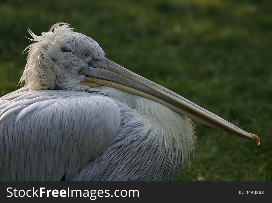 Sad and lonely pelican left alone