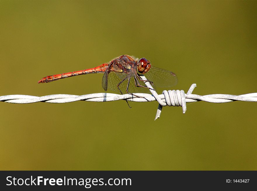 Red dragonfly holding on a barbed-wire. Red dragonfly holding on a barbed-wire.