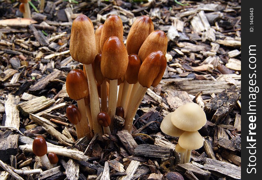 Brown and white funguses in a forest.