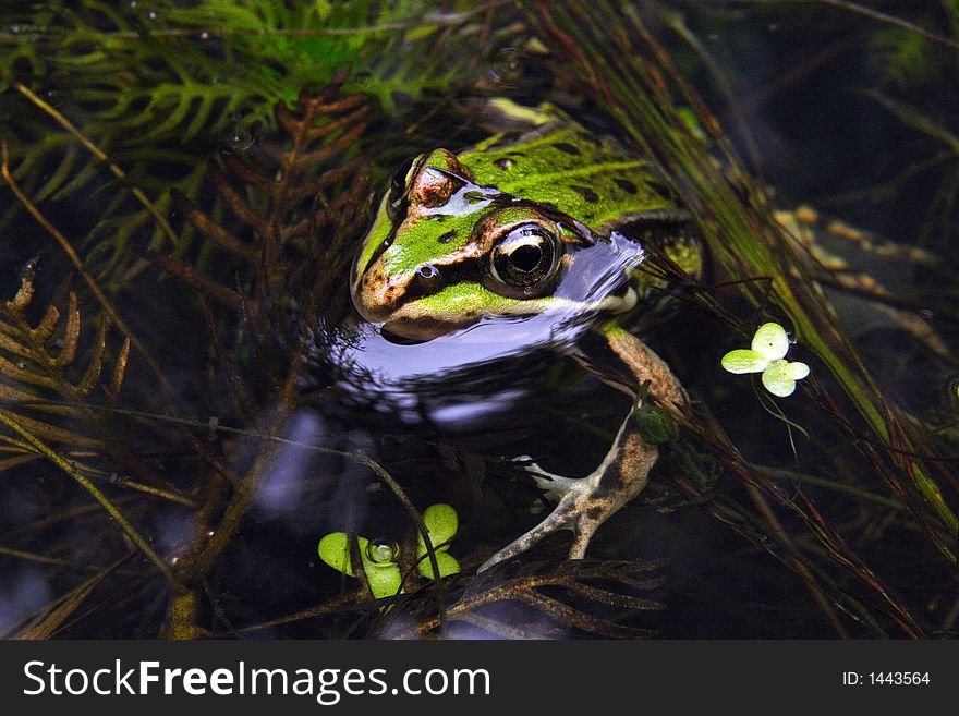 Brown frog in a pool from up close
