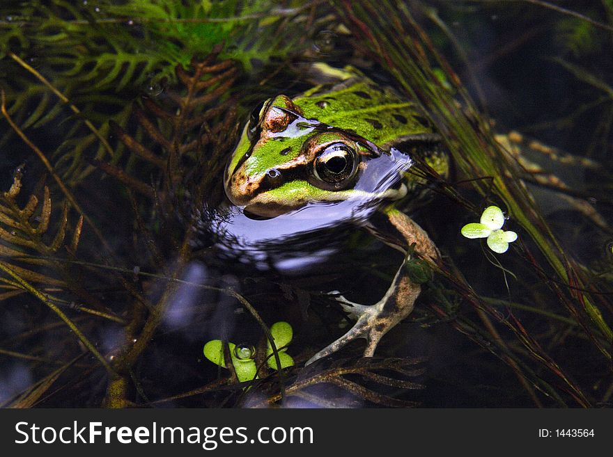 Brown Frog