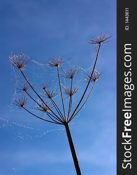 A plants silhouette with spiderweb against a blue sky