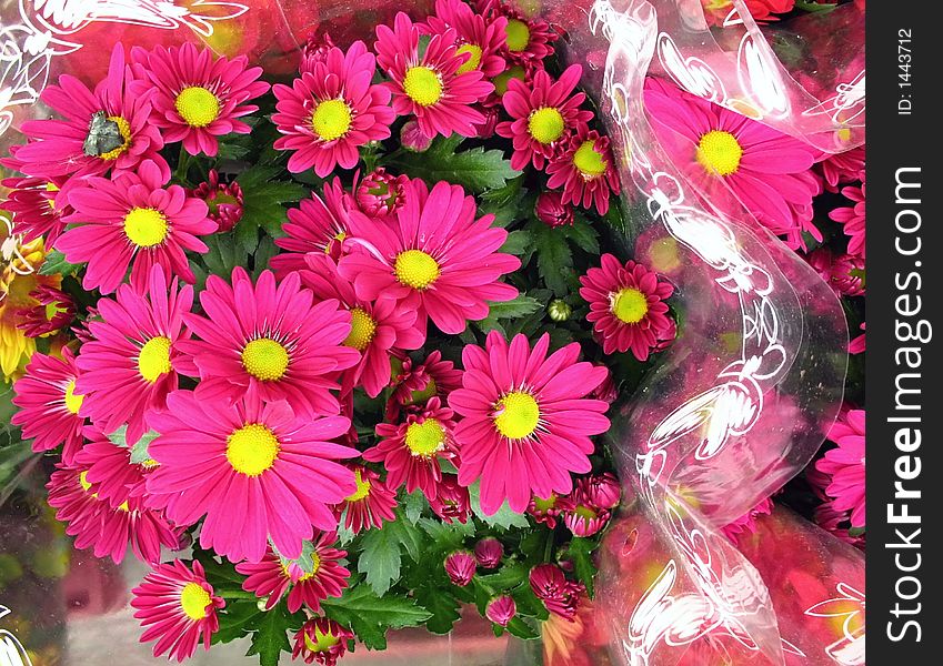 Macro close-up of pink mums with yellow centers in cellophane paper. Macro close-up of pink mums with yellow centers in cellophane paper