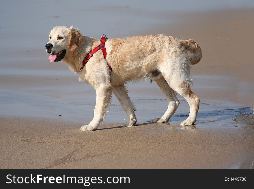 Labrador dog in the beach